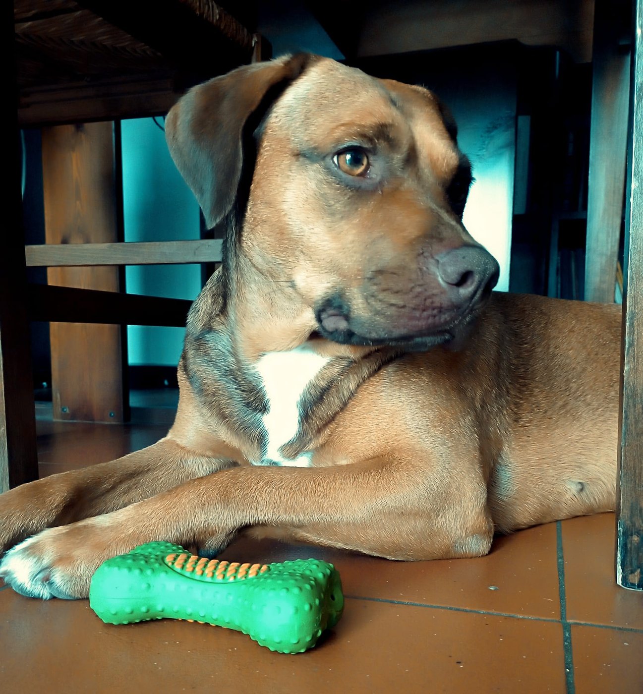 Grace, la cagnolina del Monferrato Inn